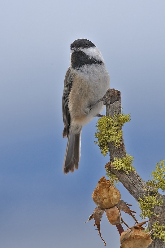 Black-Capped Chickadee, Bella Vista Road, Vernon, British Columbia