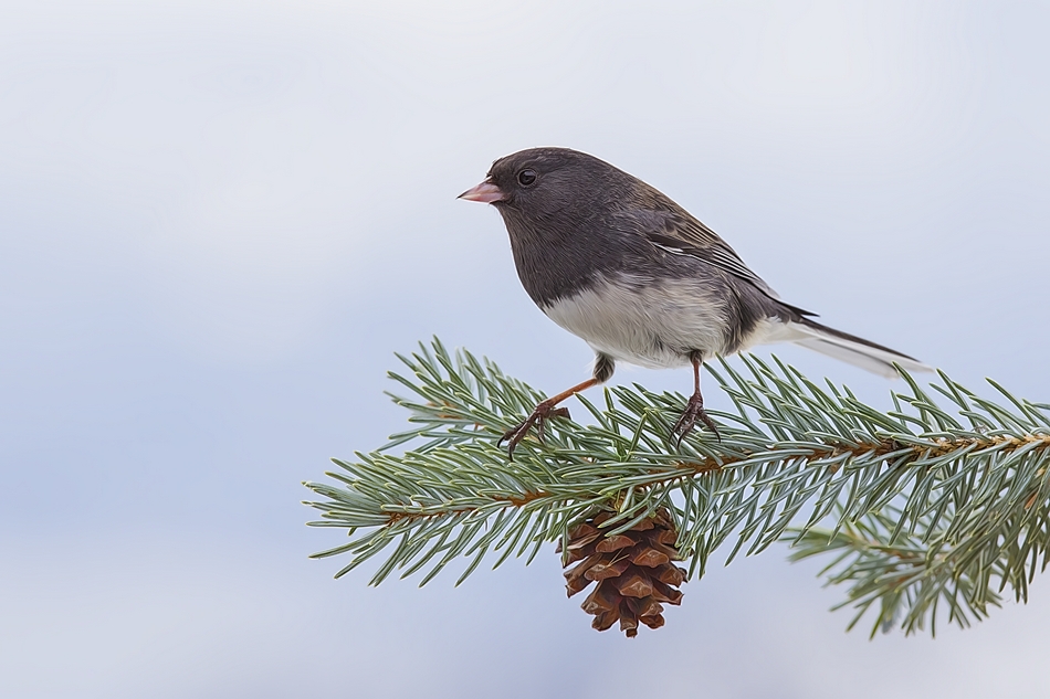 Dark-Eyed Junco (Rocky Mountain Variant), Bella Vista Road, Vernon, British Columbia