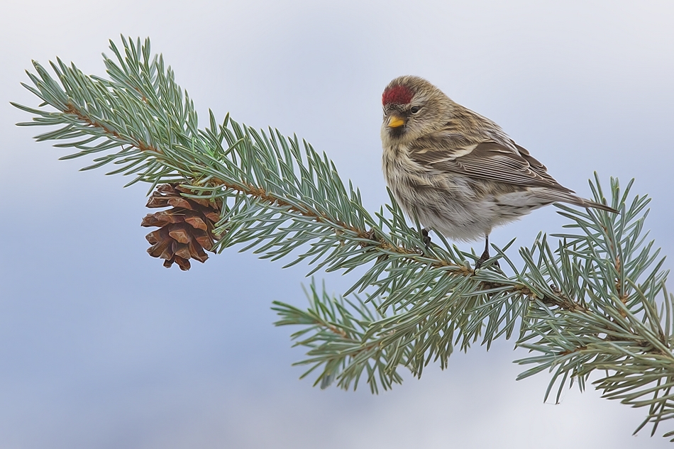 Common Redpoll, Bella Vista Road, Vernon, British Columbia