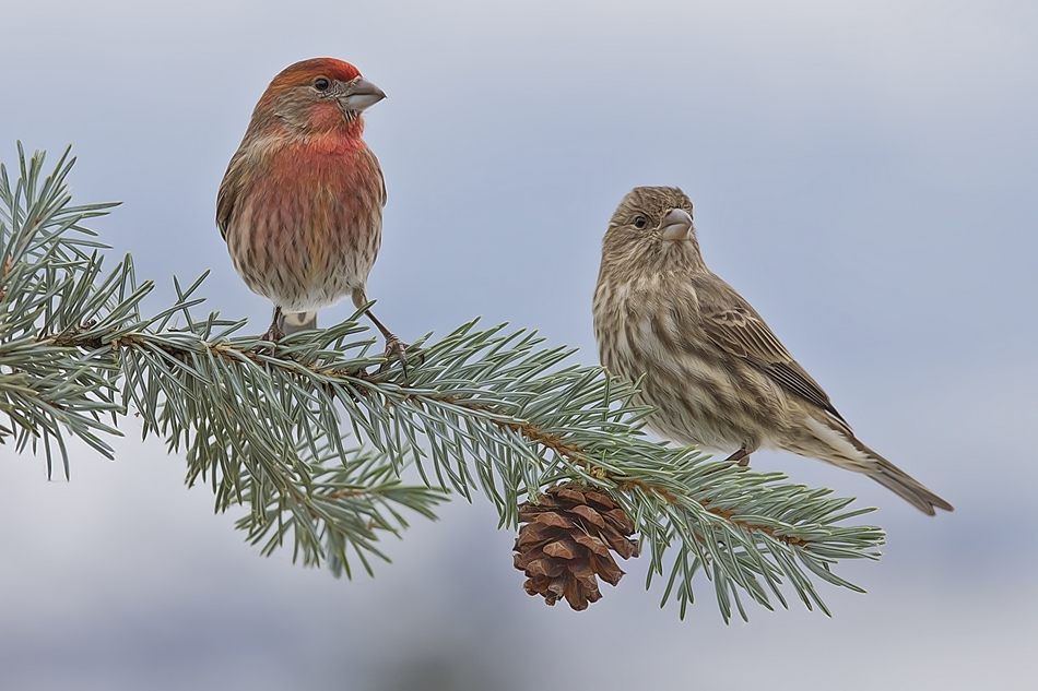 House Finch, Bella Vista Road, Vernon, British Columbia