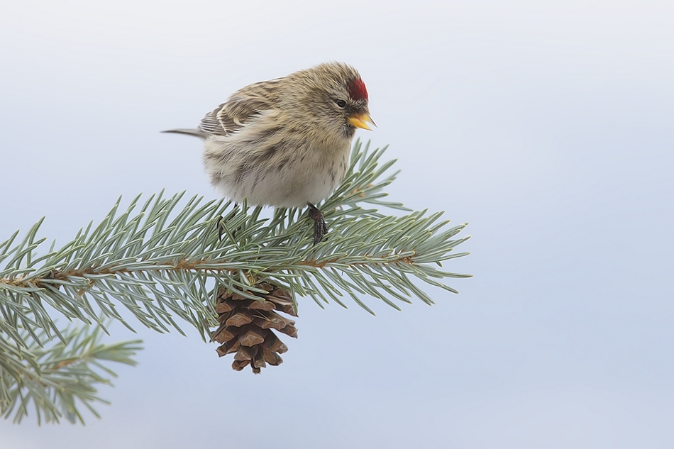 Common Redpoll, Bella Vista Road, Vernon, British Columbia