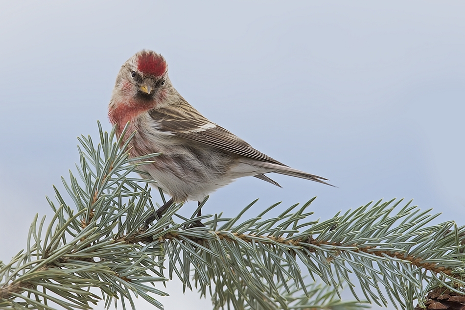 Common Redpoll, Bella Vista Road, Vernon, British Columbia