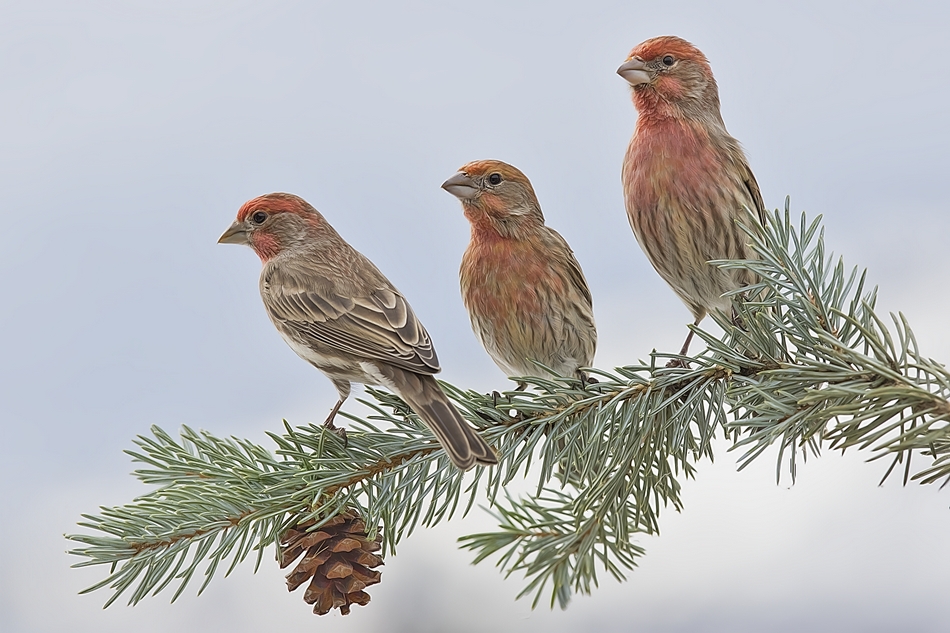 House Finch, Bella Vista Road, Vernon, British Columbia