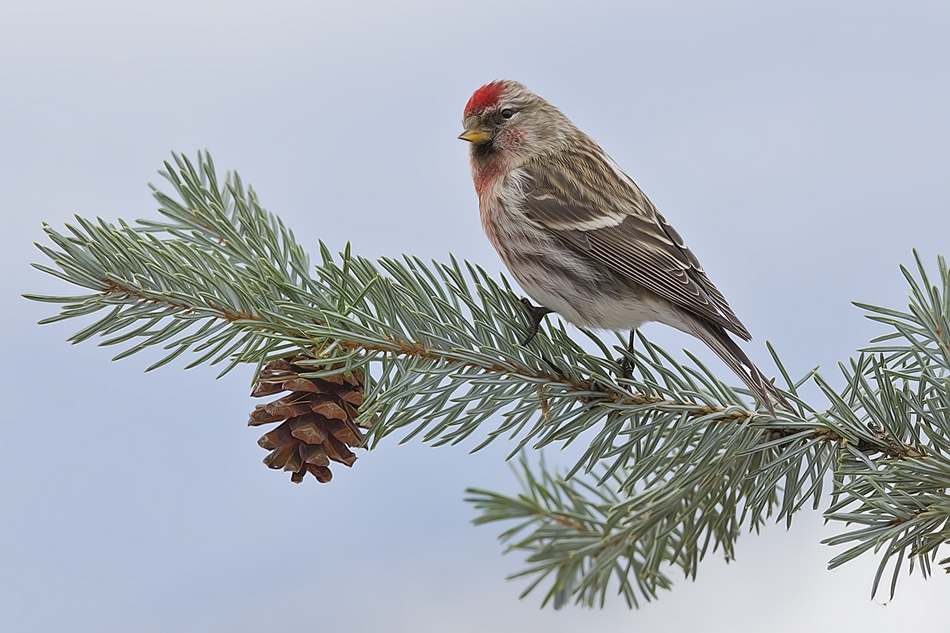 Common Redpoll, Bella Vista Road, Vernon, British Columbia