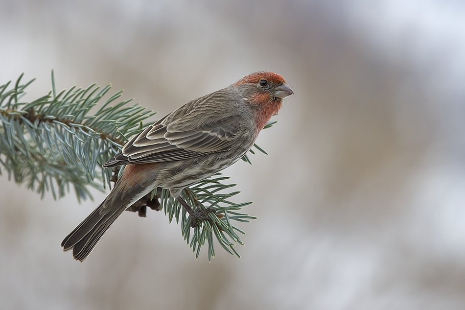 House Finch, Bella Vista Road, Vernon, British Columbia