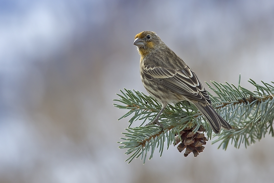 House Finch (Yellow Variant), Bella Vista Road, Vernon, British Columbia