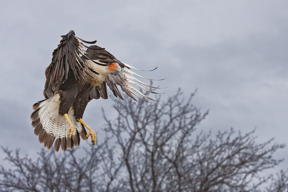 Crested Caracara, Martin Refuge, Near Edinburg, Texas