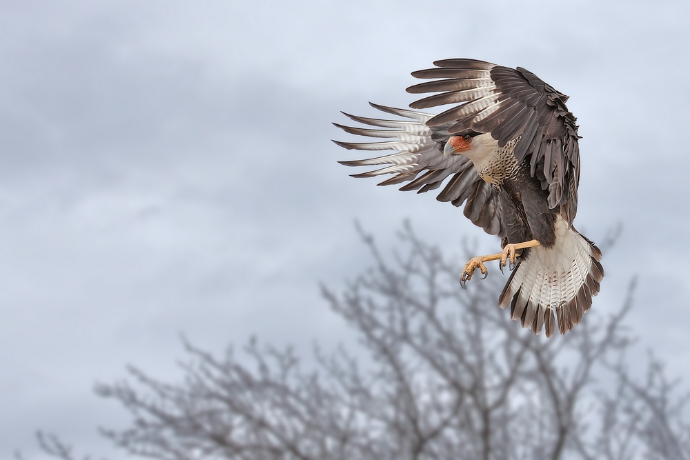 Crested Caracara, Martin Refuge, Near Edinburg, Texas