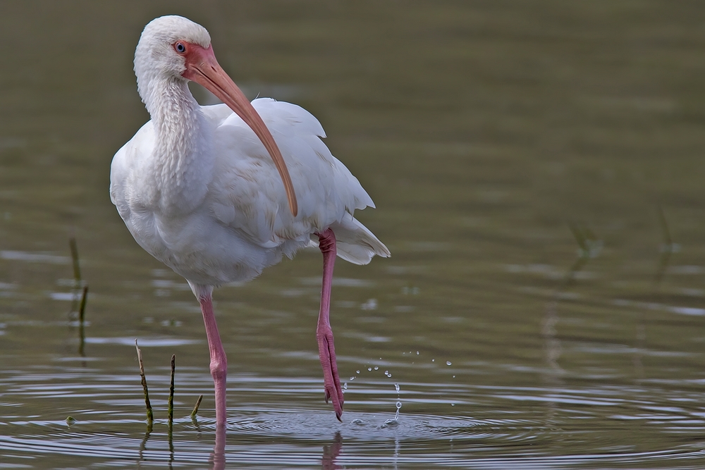 White Ibis, World Birding Center, Estero Llano Grande State Park, Near Weslaco, Texas