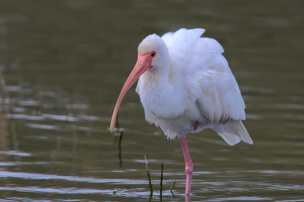 White Ibis, World Birding Center, Estero Llano Grande State Park, Near Weslaco, Texas