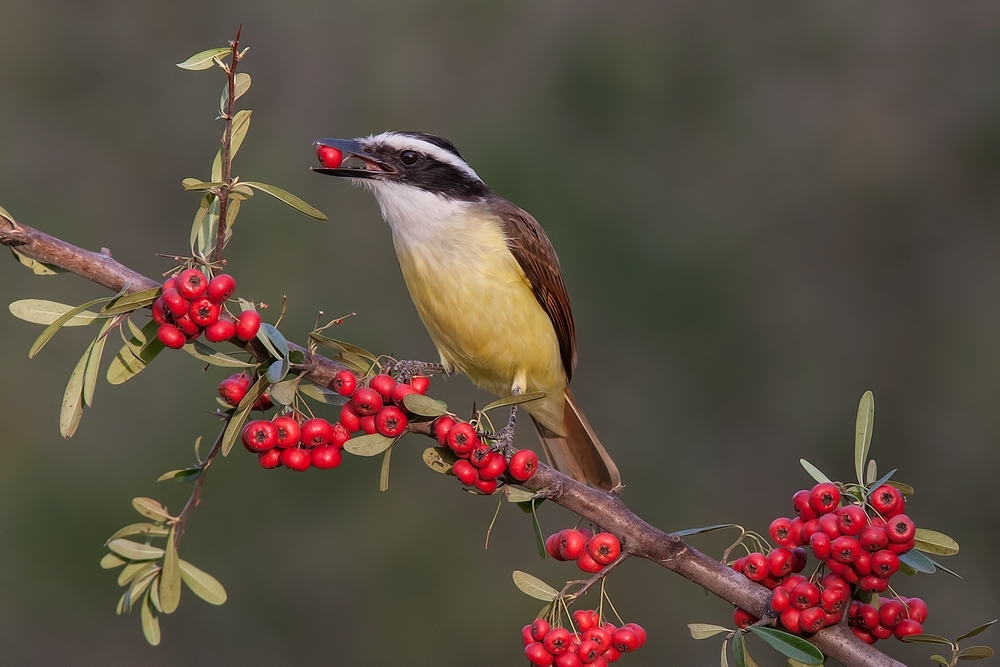 Great Kiskadee, Casa Santa Ana, Alamo, Texas