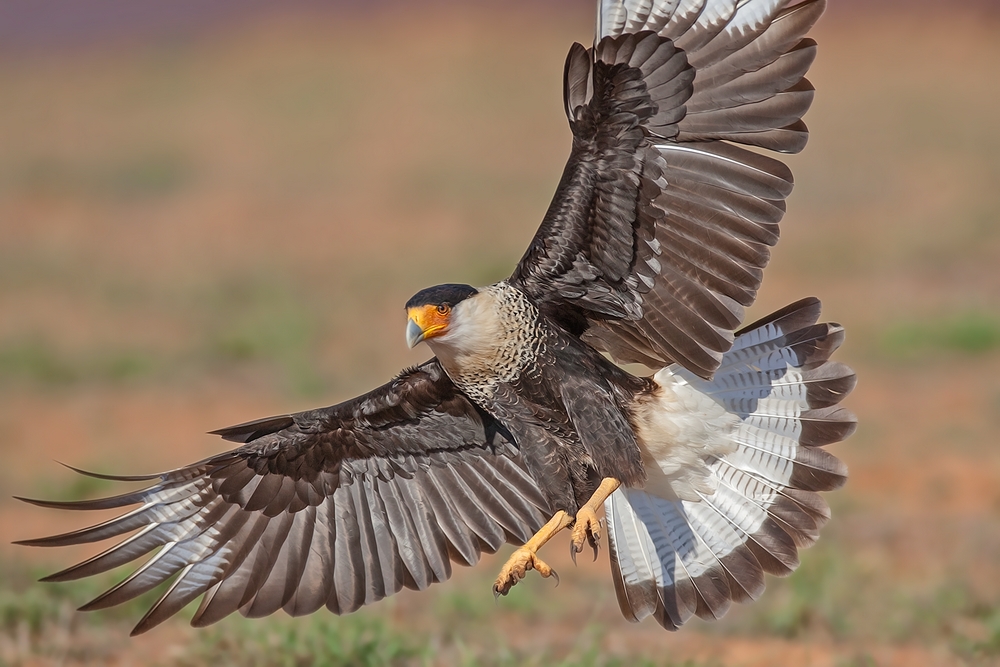 Crested Caracara, Laguna Seca Ranch, Near Edinburg, Texas