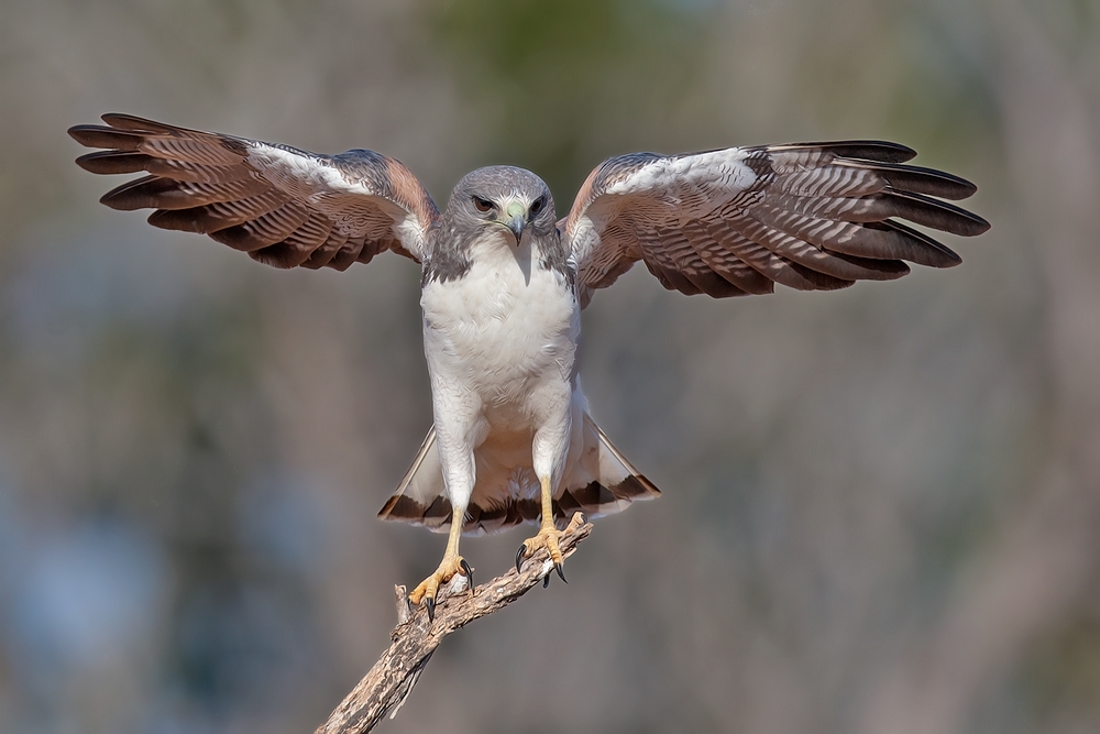 White-Tailed Hawk, Laguna Seca Ranch, Near Edinburg, Texas