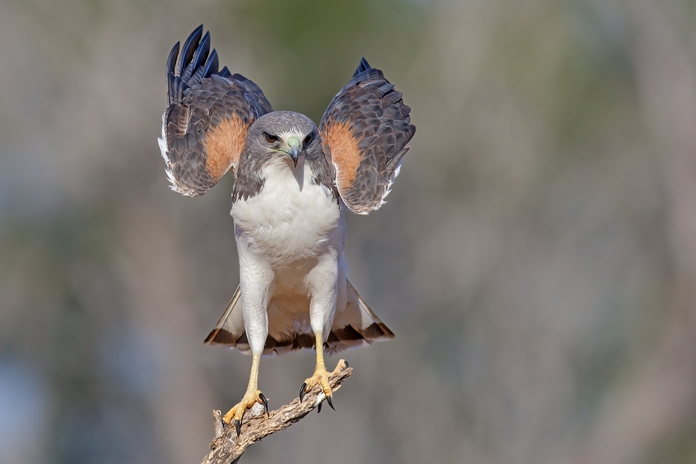 White-Tailed Hawk, Laguna Seca Ranch, Near Edinburg, Texas