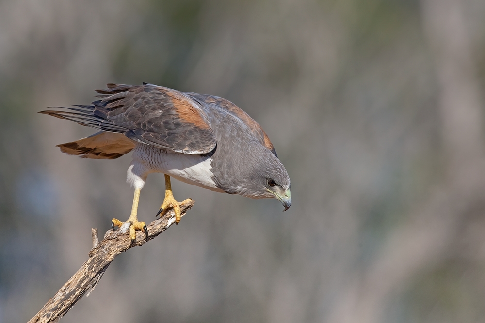 White-Tailed Hawk, Laguna Seca Ranch, Near Edinburg, Texas