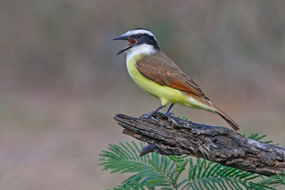 Great Kiskadee, Casa Santa Ana, Alamo, Texas