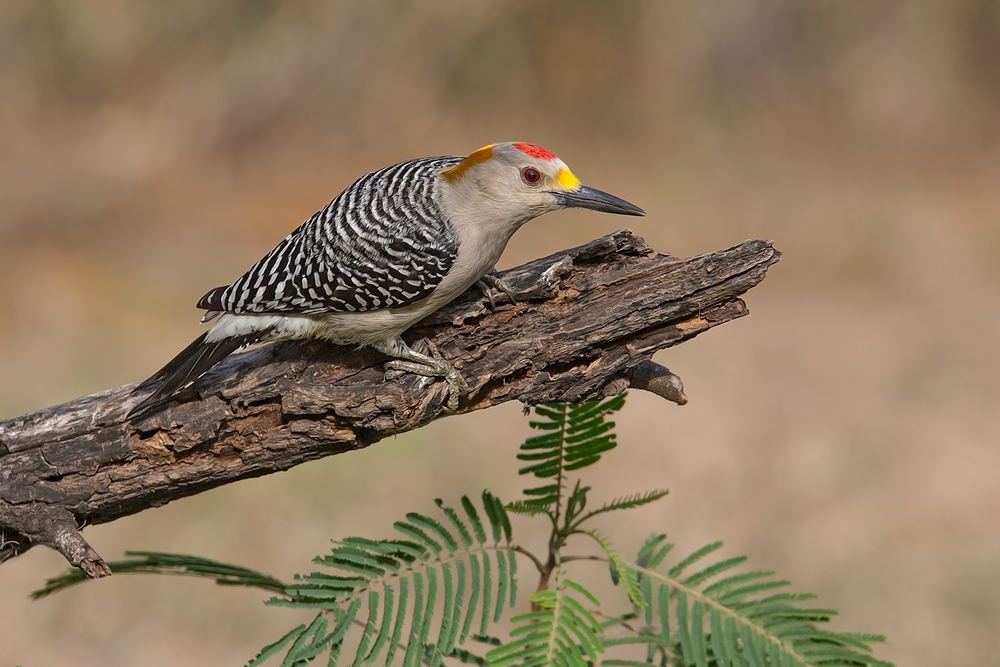 Golden-Fronted Woodpecker (Male), Casa Santa Ana, Alamo, Texas