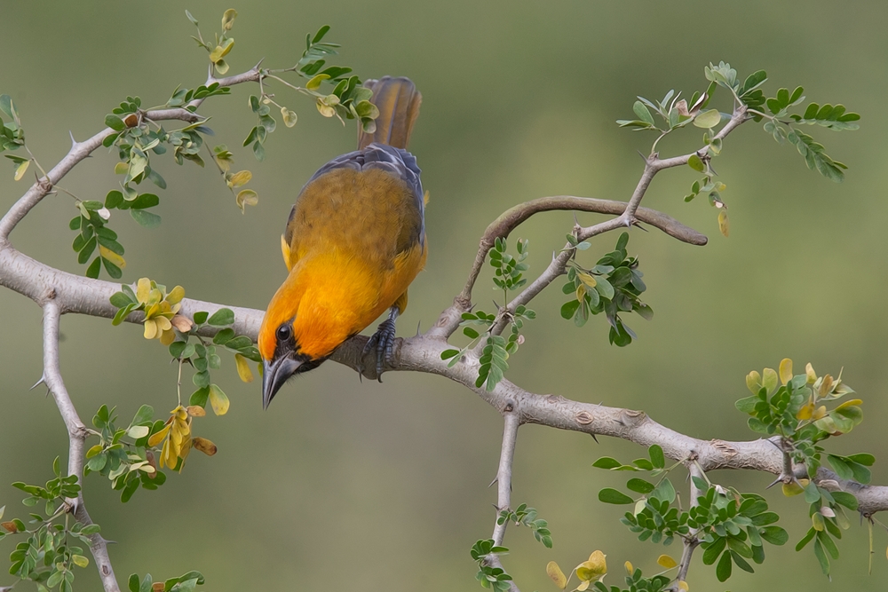 Altamira Oriole, Casa Santa Ana, Alamo, Texas