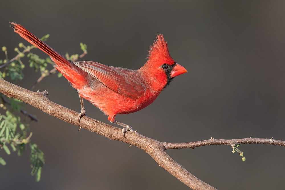 Northern Cardinal (Male), Laguna Seca Ranch, Near Edinburg, Texas