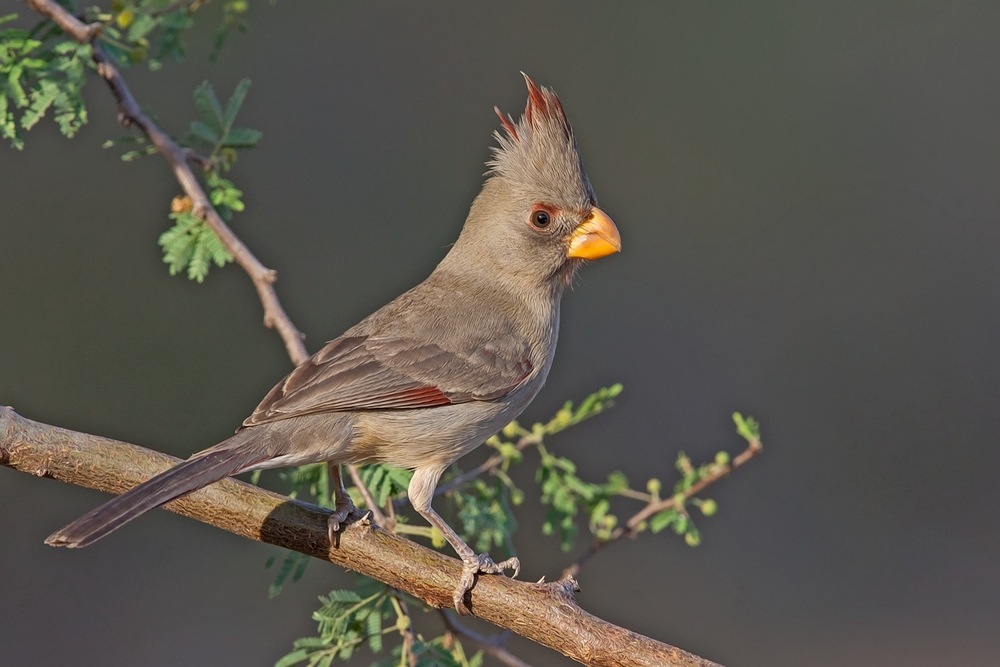 Pyrrhuloxia, Laguna Seca Ranch, Near Edinburg, Texas