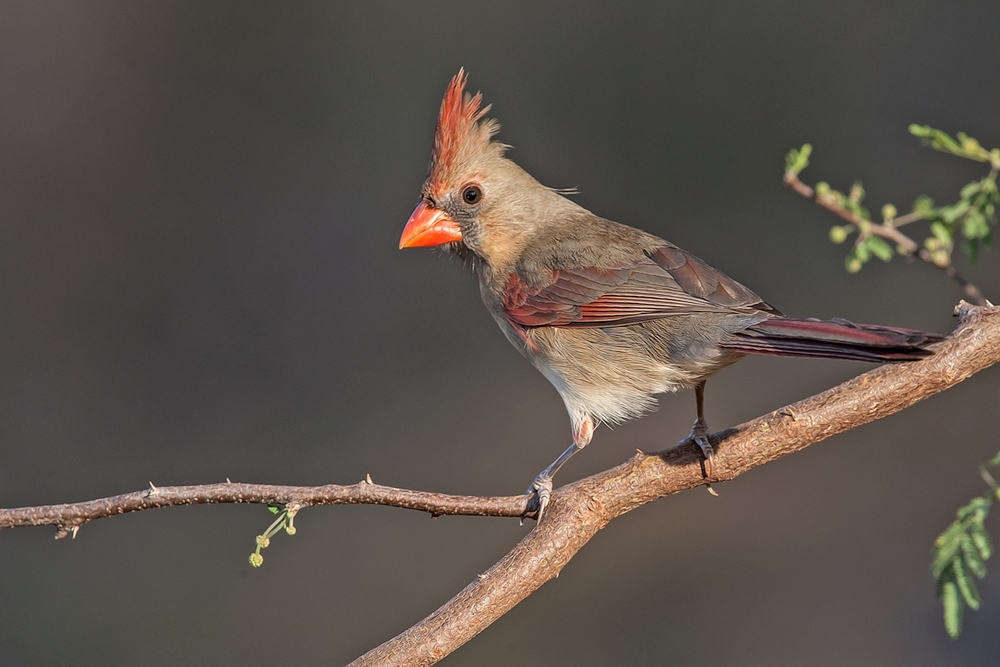 Northern Cardinal (Female), Laguna Seca Ranch, Near Edinburg, Texas