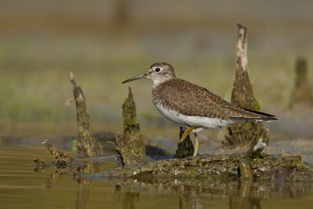 Solitary Sandpiper,World Birding Center, Estero Llano Grande State Park, Near Weslaco, Texas