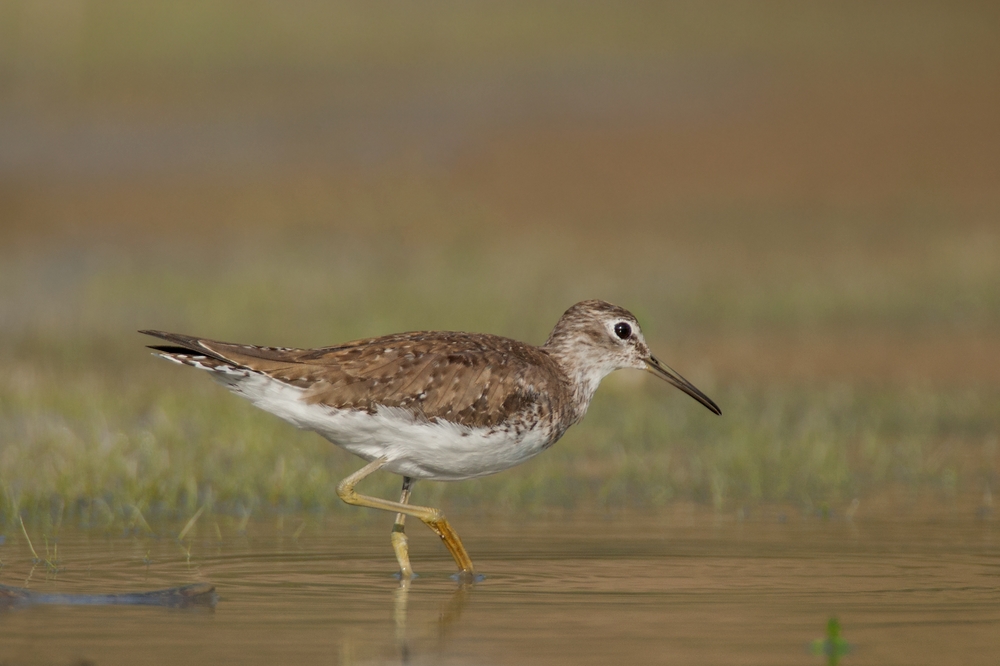 Solitary Sandpiper,World Birding Center, Estero Llano Grande State Park, Near Weslaco, Texas