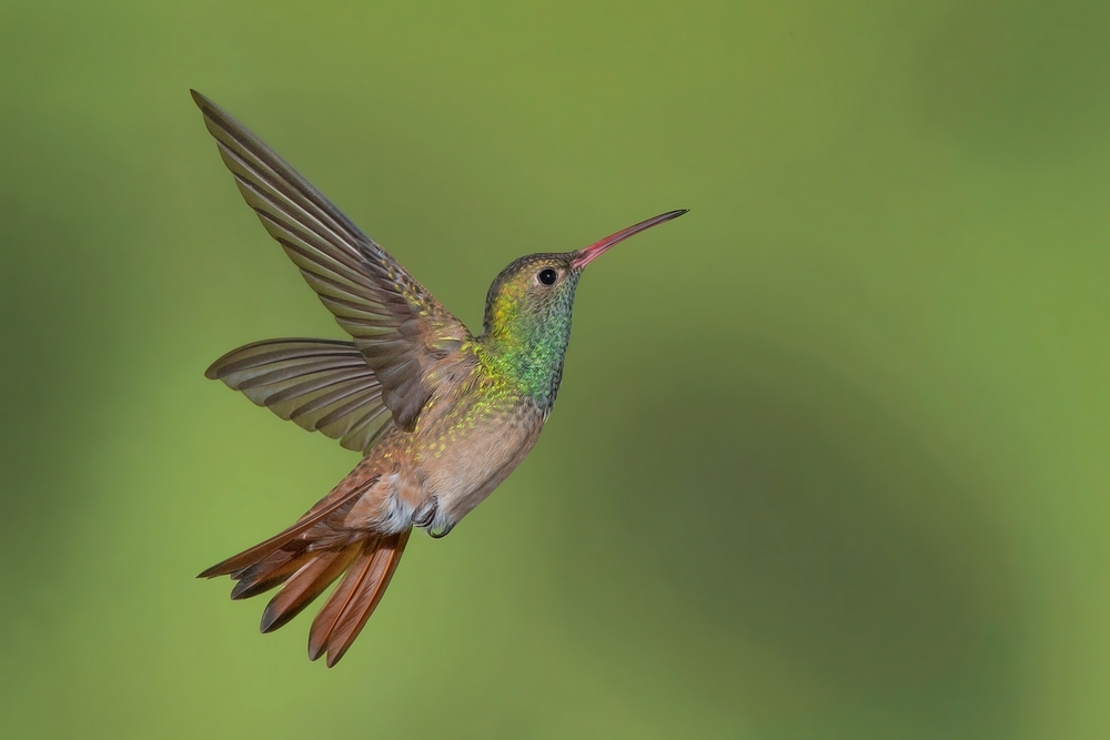 Buff-Bellied Hummingbird, Casa Santa Ana, Alamo, Texas