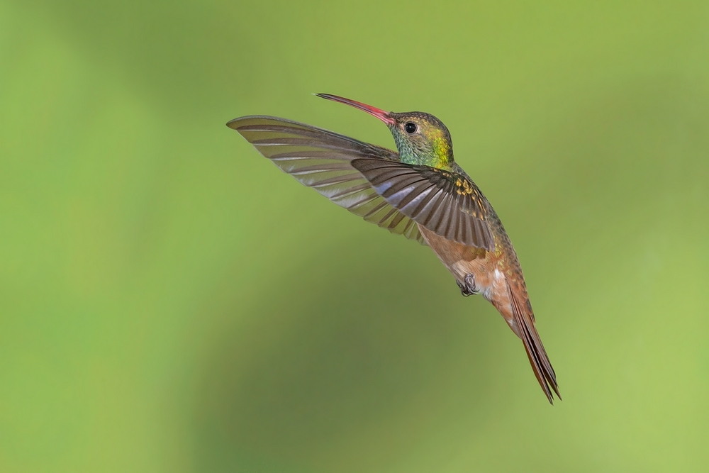 Buff-Bellied Hummingbird, Casa Santa Ana, Alamo, Texas