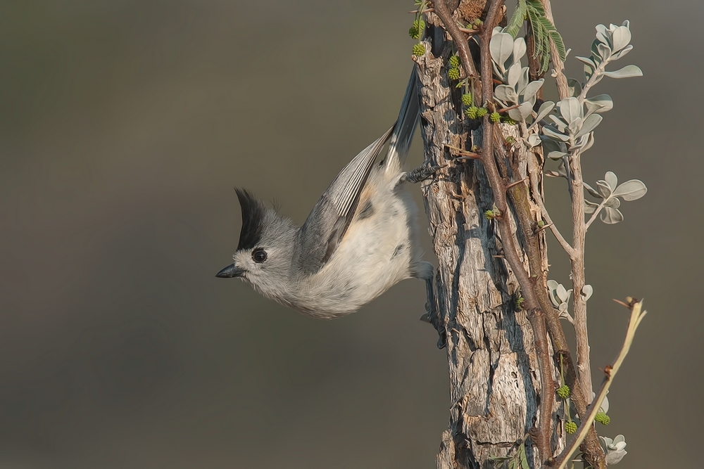 Black-Crested Titmouse, Santa Clara Ranch, Near McCook, Texas