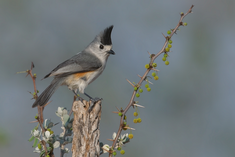 Black-Crested Titmouse, Santa Clara Ranch, Near McCook, Texas