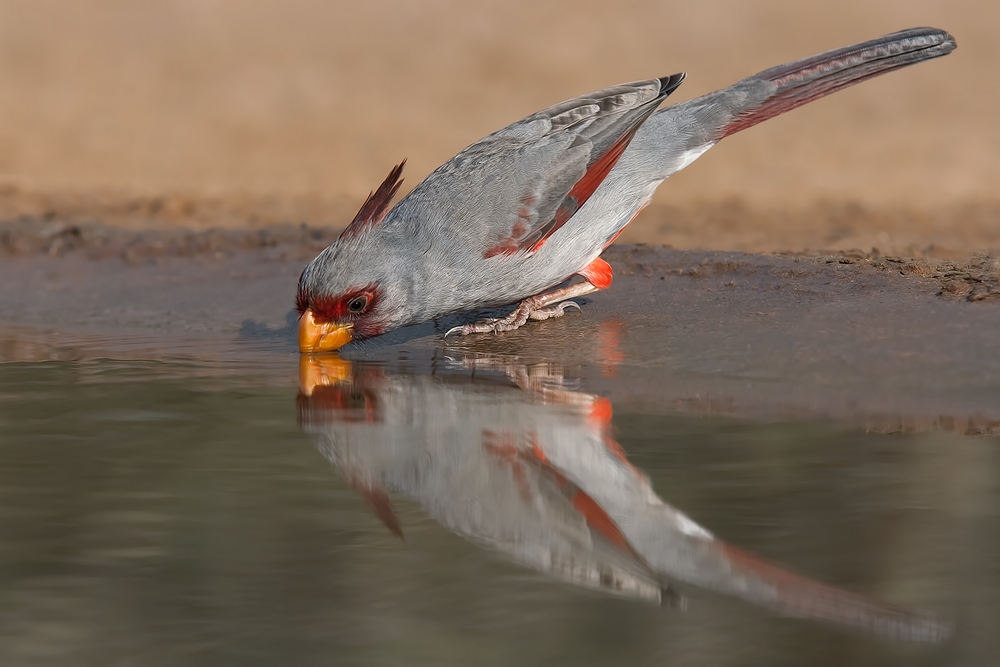 Pyrrhuloxia (Male), Santa Clara Ranch, Near McCook, Texas