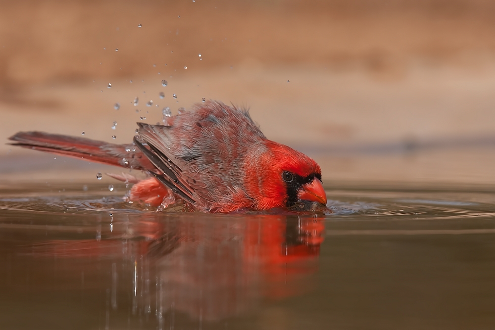 Northern Cardinal (Male), Santa Clara Ranch, Near McCook, Texas