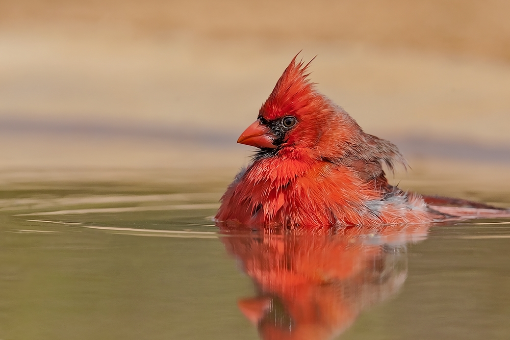 Northern Cardinal (Male), Santa Clara Ranch, Near McCook, Texas