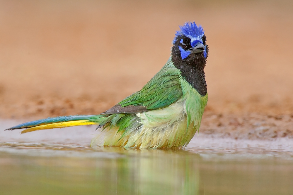 Green Jay, Santa Clara Ranch, Near McCook, Texas