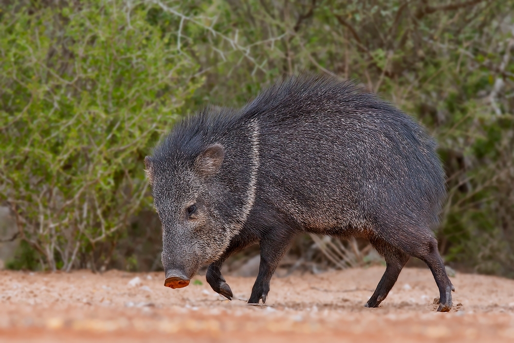 Javelina (Collared Peccary), Santa Clara Ranch, Near McCook, Texas