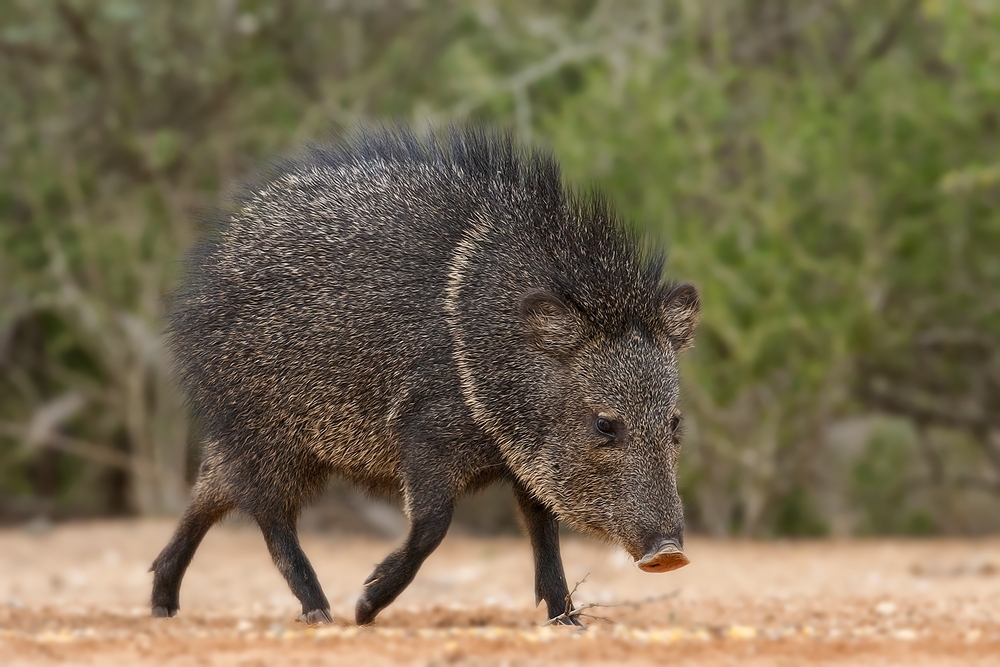 Javelina (Collared Peccary), Santa Clara Ranch, Near McCook, Texas