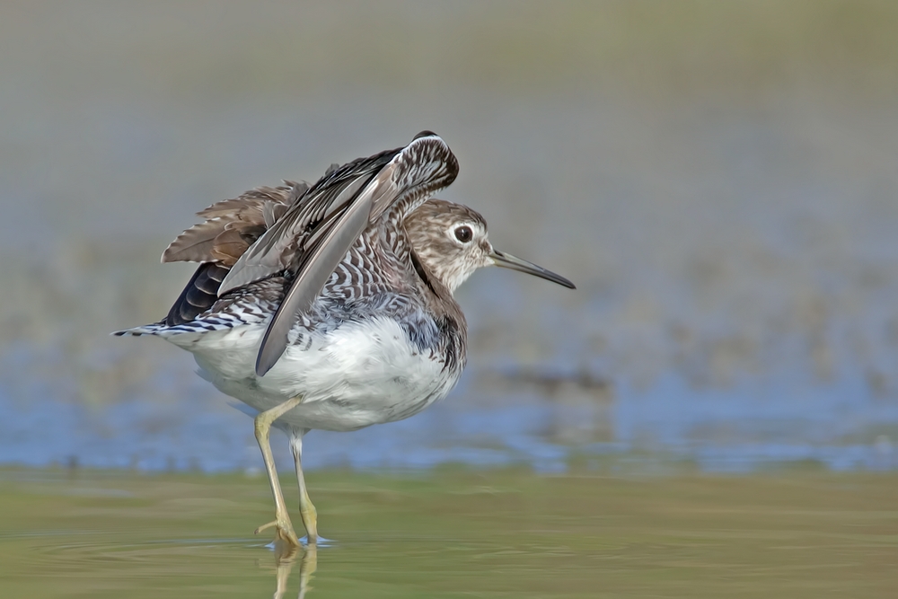 Solitary Sandpiper, World Birding Center, Estero Llano Grande State Park, Near Weslaco, Texas