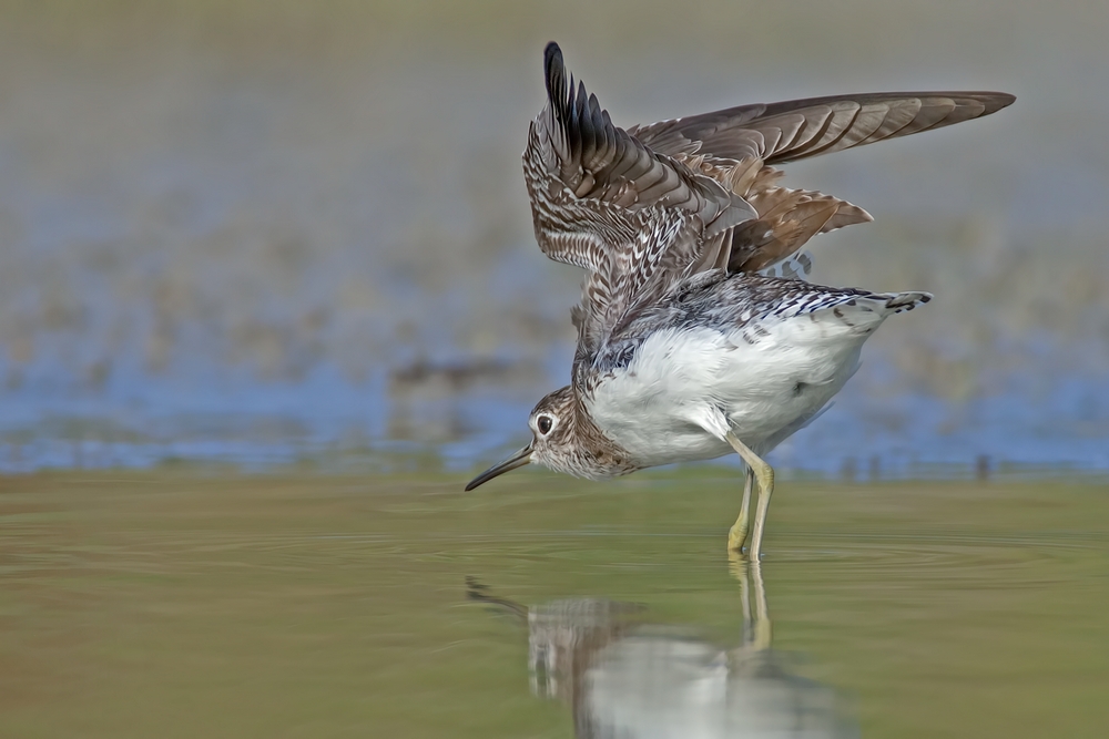 Solitary Sandpiper, World Birding Center, Estero Llano Grande State Park, Near Weslaco, Texas