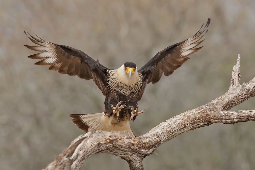 Crested Caracara, Martin Refuge, Near Edinburg, Texas