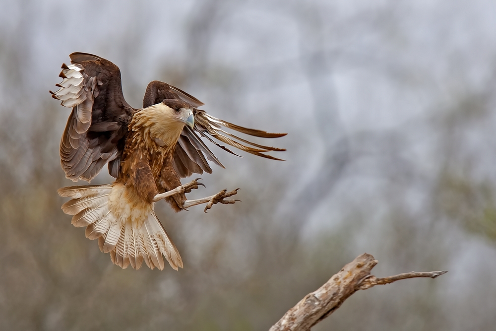 Crested Caracara, Martin Refuge, Near Edinburg, Texas