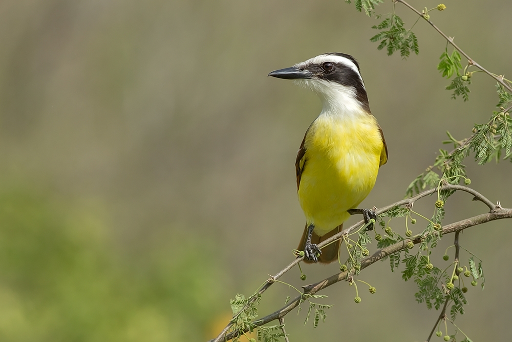 Great Kiskadee, Casa Santa Ana, Alamo, Texas