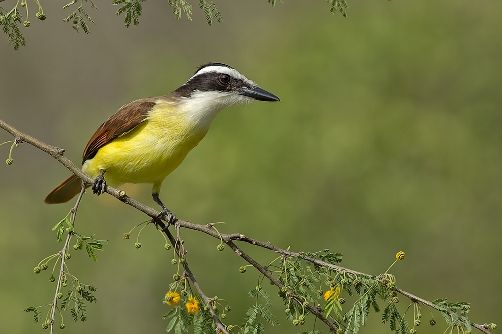 Great Kiskadee, Casa Santa Ana, Alamo, Texas