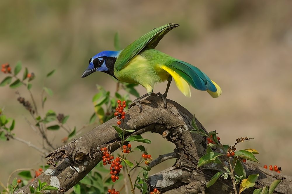 Green Jay, Casa Santa Ana, Alamo, Texas