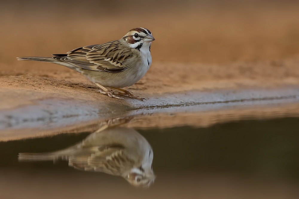 Lark Sparrow, Santa Clara Ranch, Near McCook, Texas