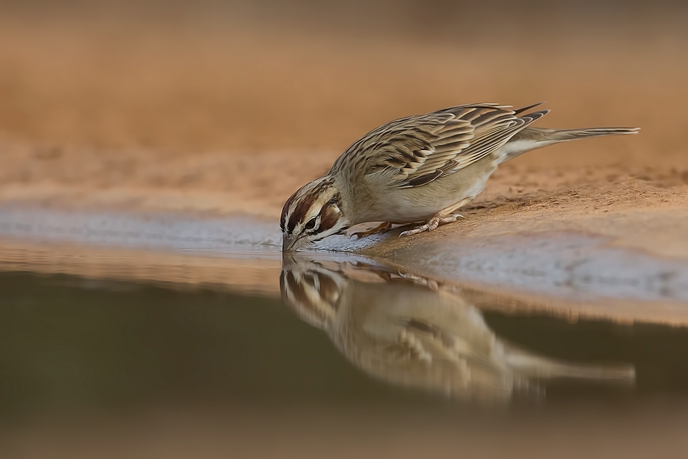 Lark Sparrow, Santa Clara Ranch, Near McCook, Texas