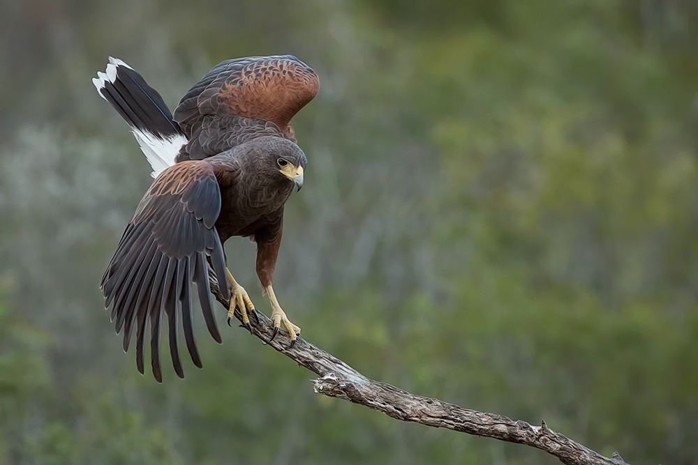 Harris's Hawk, Santa Clara Ranch, Near McCook, Texas