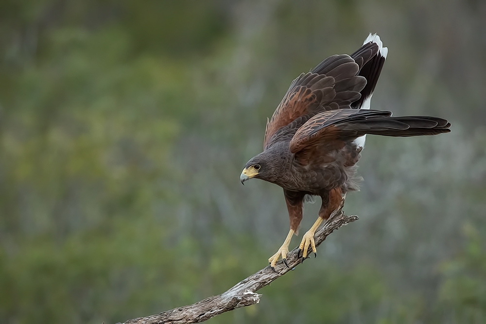 Harris's Hawk, Santa Clara Ranch, Near McCook, Texas