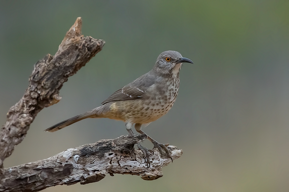 Long-Billed Thrasher, Santa Clara Ranch, Near McCook, Texas