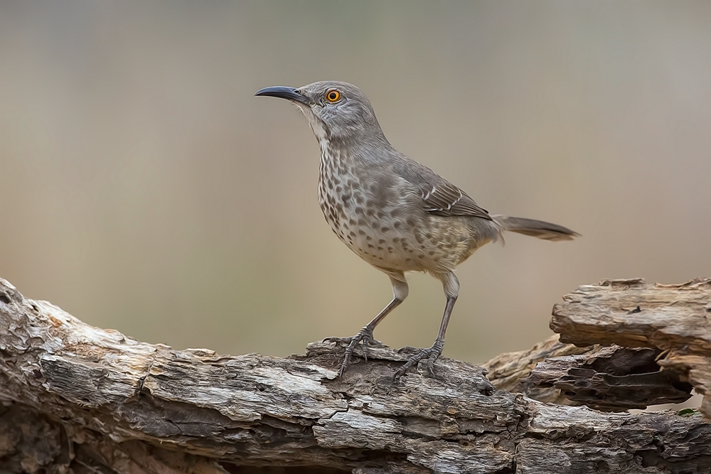 Long-Billed Thrasher, Santa Clara Ranch, Near McCook, Texas